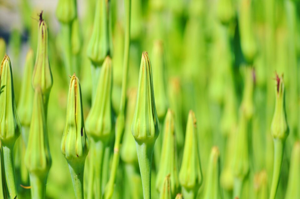 Plant nature exotic flower