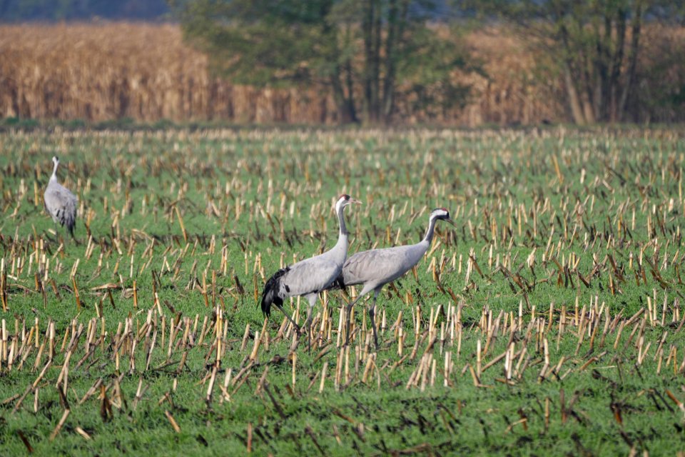 Naturschutzgebiet.Rangsdorfer.See.zwei.Kraniche.Stoppelfeld.B