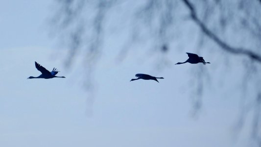 Naturschutzgebiet.Rangsdorfer.See.drei.Kraniche.Vorbeiflug