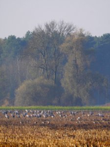 Naturschutzgebiet.Rangsdorfer.See.Kraniche.Wildgaense.Stoppelfeld
