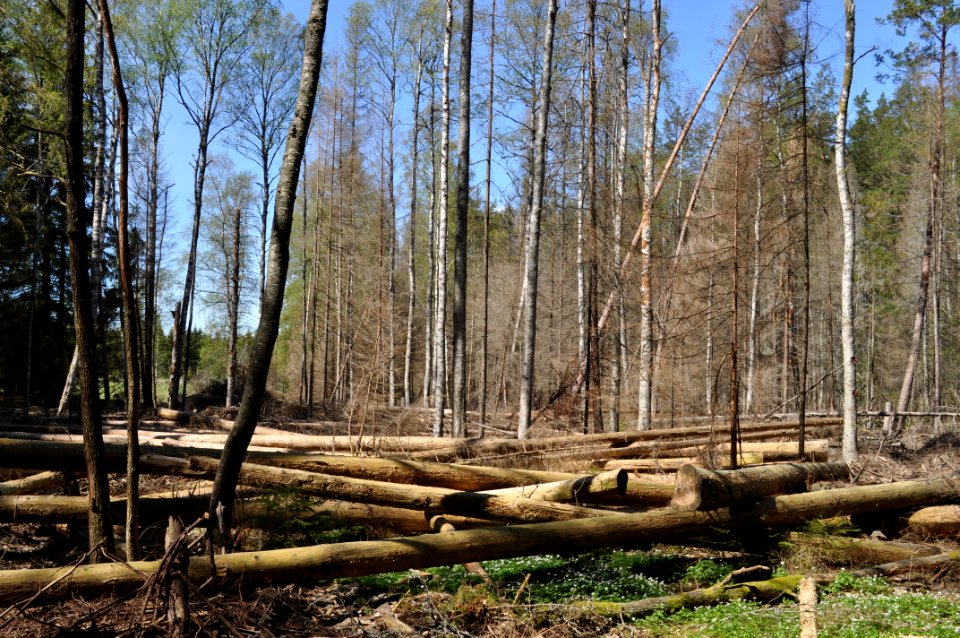 Naturvårdsinsats mot granbarkborre - Fjellskäfte