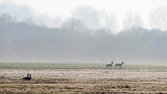 Naturschutzgebiet.Rangsdorfer.See.Wildgaense.Rehe