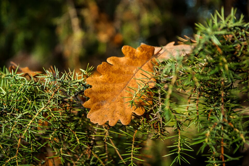 Rosemary oak vegetation