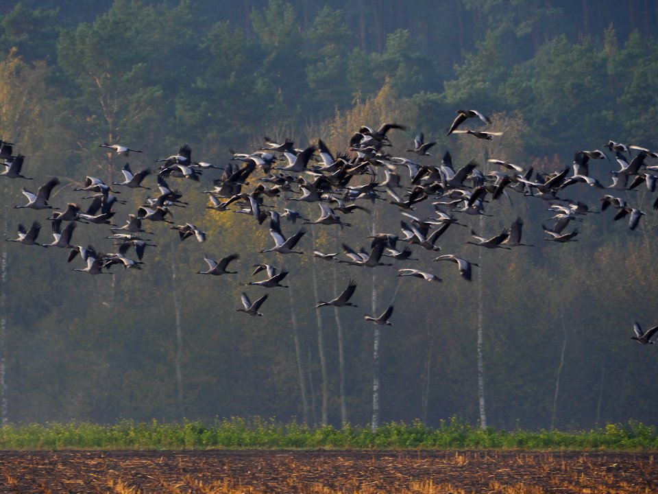 Naturschutzgebiet.Rangsdorfer.See.Kraniche.Wildgaense.Aufbruch