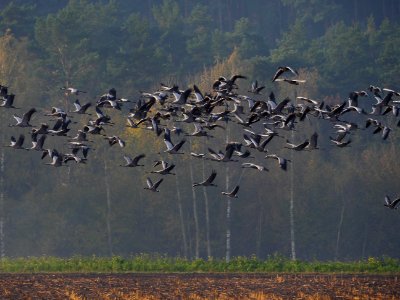 Naturschutzgebiet.Rangsdorfer.See.Kraniche.Wildgaense.Aufbruch