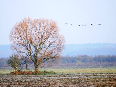 Naturschutzgebiet.Rangsdorfer.See.sieben.Wildgaense.Anflug