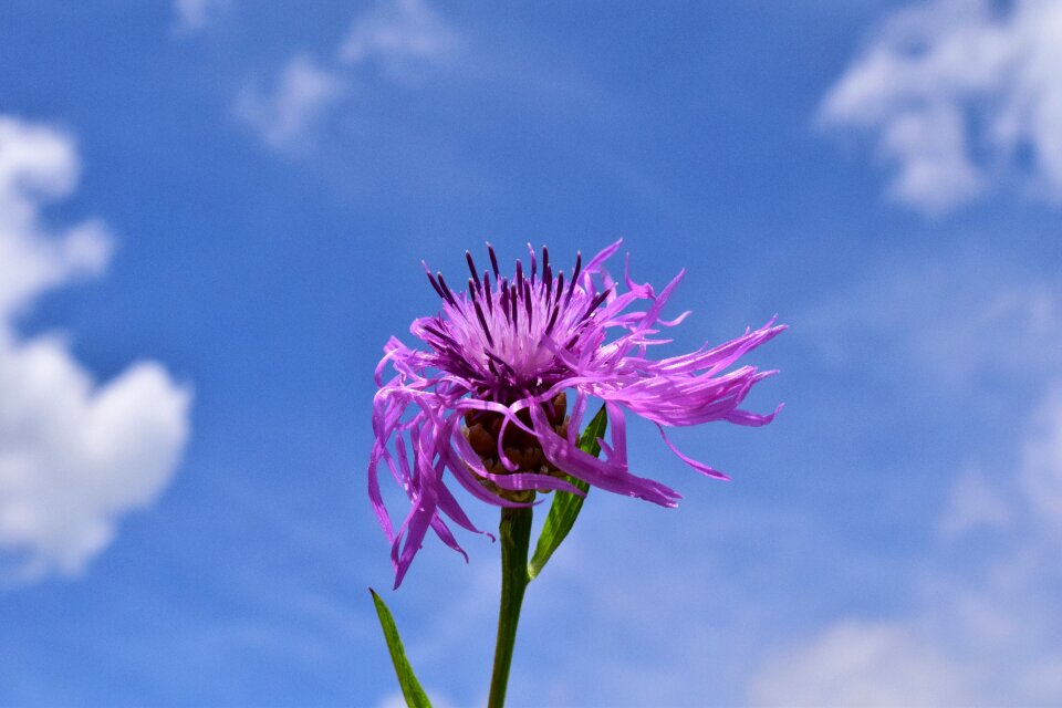 Pointed flower wind clouds