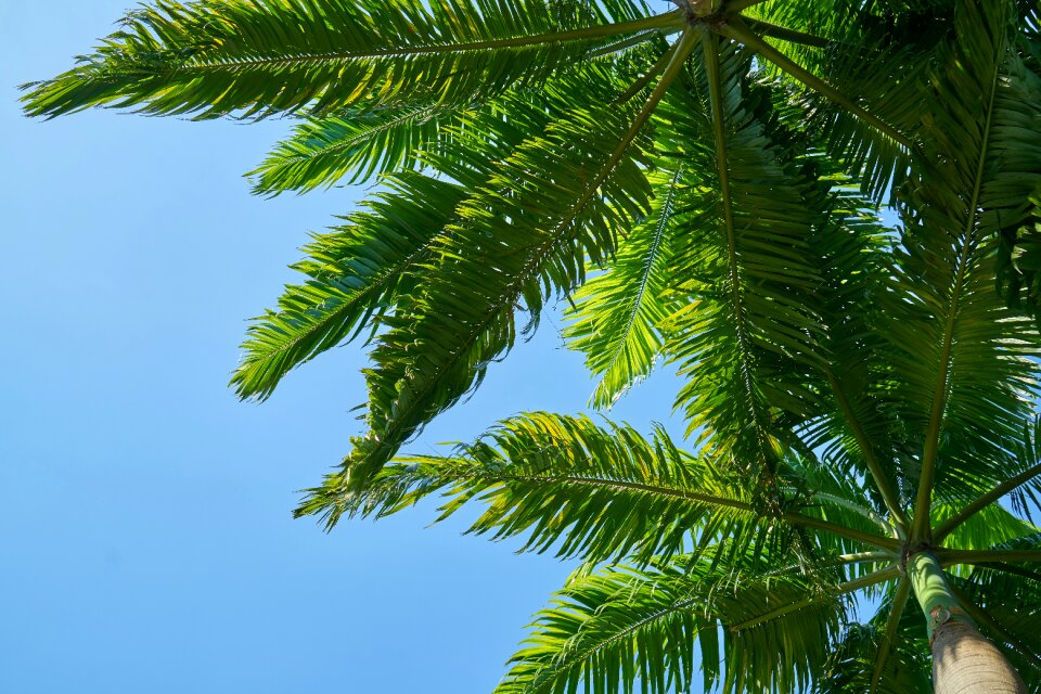 Plant nature leaves