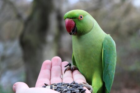 Green animals plumage