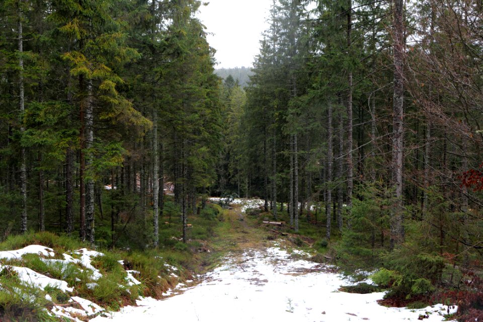 Near Seegraben Northern Black Forest 2020-03-10 48