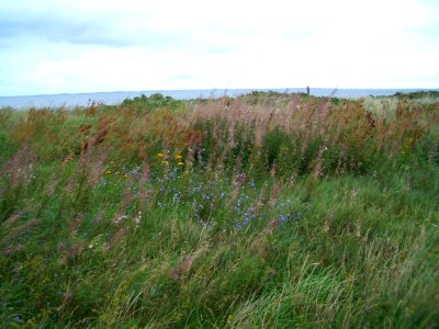 Near the sea