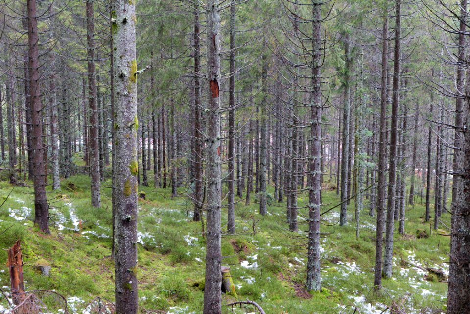 Near Seegraben Northern Black Forest 2020-03-10 47