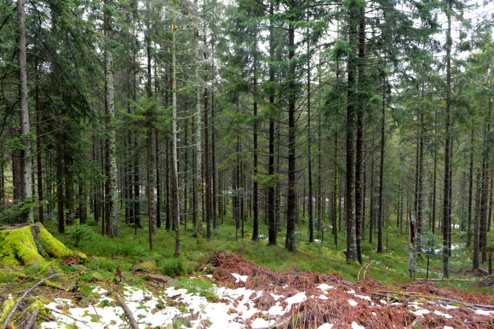 Near Seegraben Northern Black Forest 2020-03-10 44