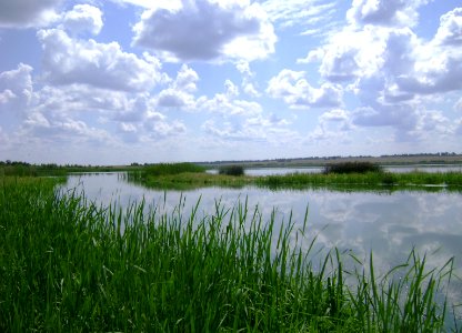 Navlinsky-raion-nature-bryansk-oblast-august-2009