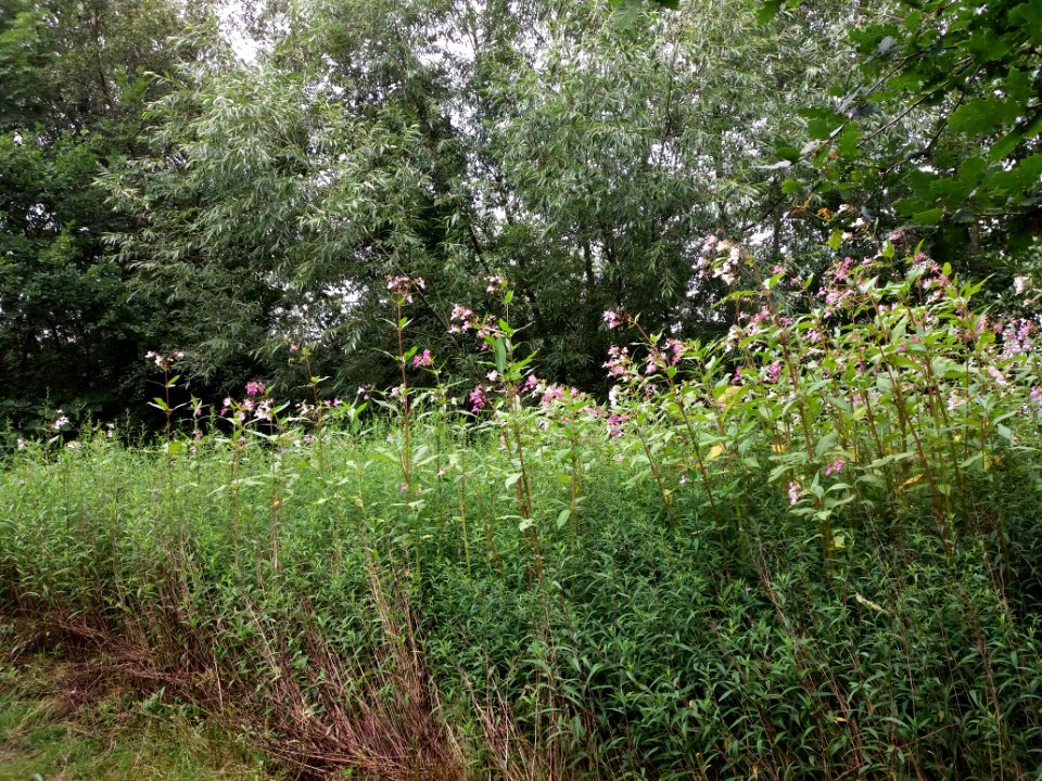 Neasden Recreation Ground - Flowers