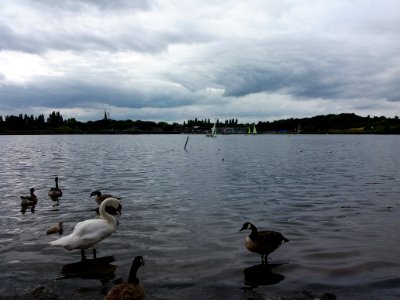 Neasden Recreation Ground - Welsh Harp birds