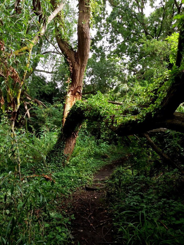 Neasden Recreation Ground - Broken tree
