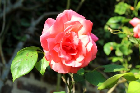 Flowers rose pink