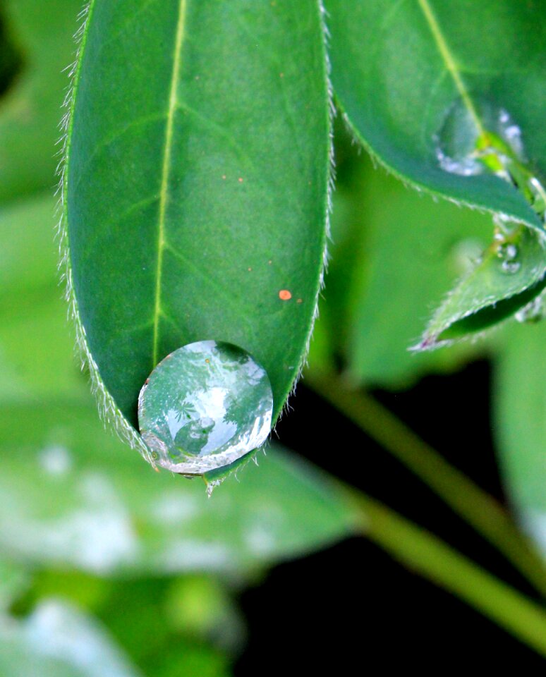 Flora freshness water droplets
