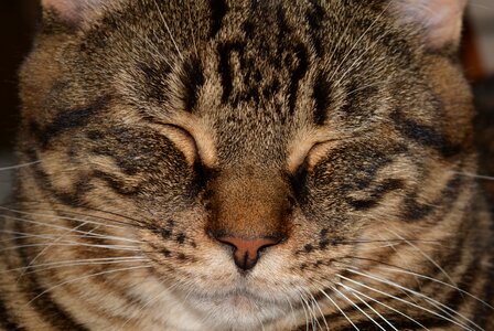 Feline domestic animal animals
