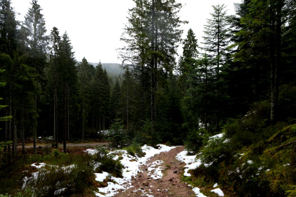 Near Seegraben Northern Black Forest 2020-03-10 50