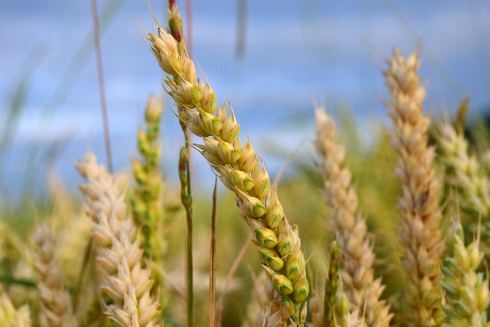 Grain cornfield spike