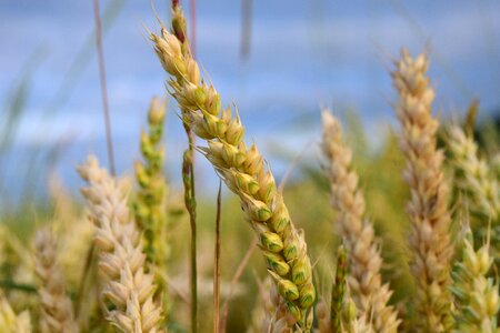 Grain cornfield spike photo