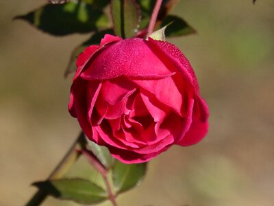 Rocio flower freshness rosebush photo