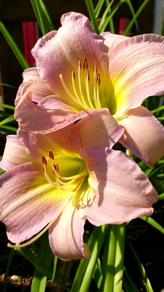 Pink daylily close up photo