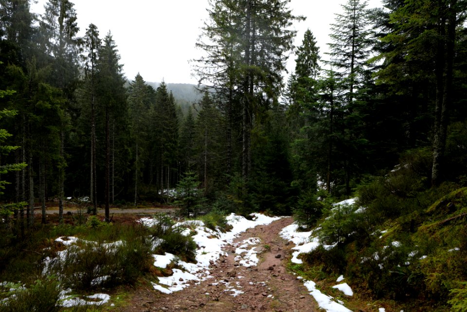 Near Seegraben Northern Black Forest 2020-03-10 49