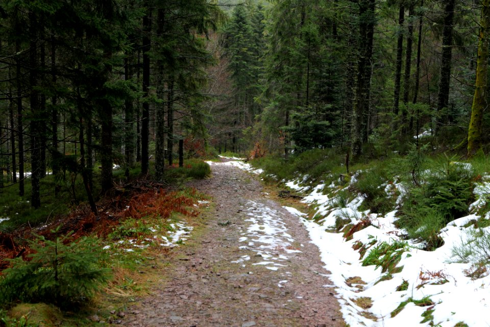 Near Seegraben Northern Black Forest 2020-03-10 45
