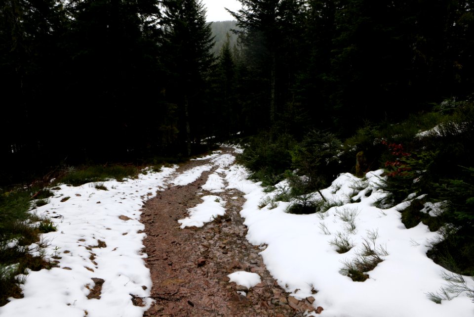 Near Seegraben Northern Black Forest 2020-03-10 41