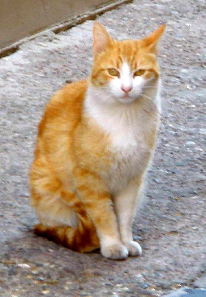 Navarrete 2012 2