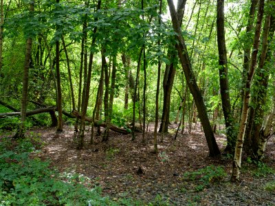 Near Vennbahn in September 2019 01