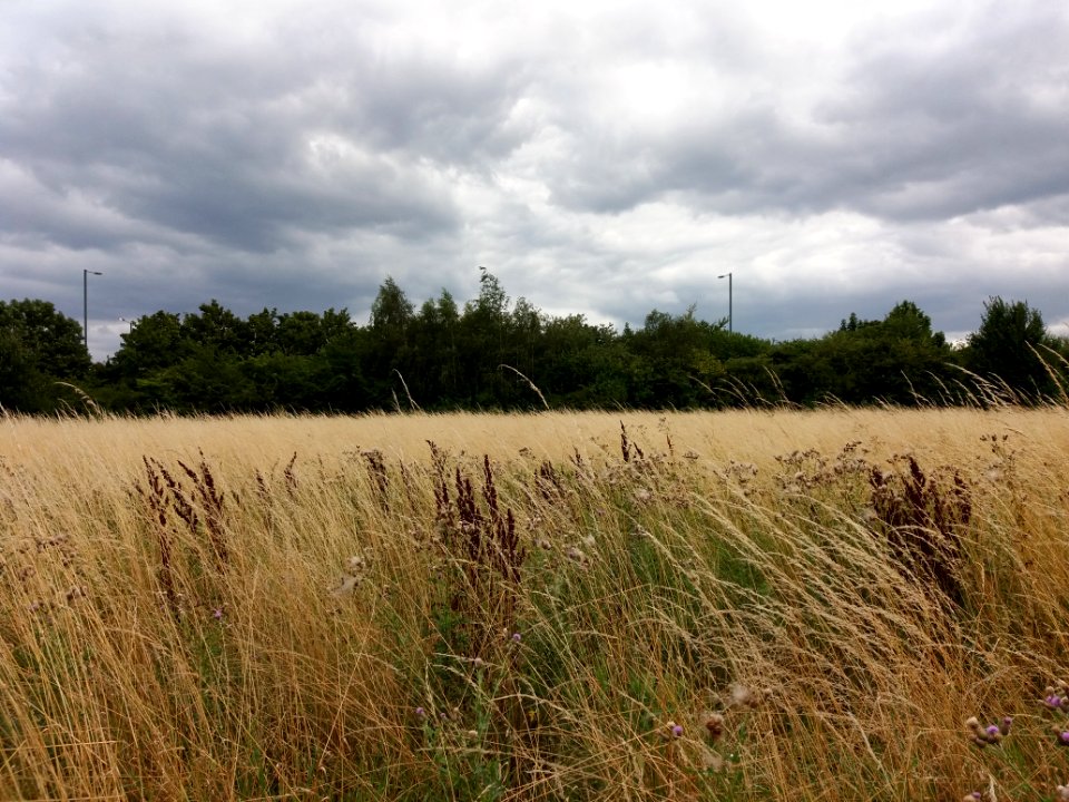 Neasden Recreation Ground - Grass