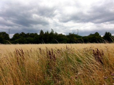 Neasden Recreation Ground - Grass