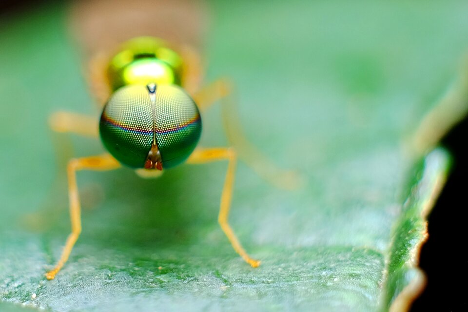 Macro fly green
