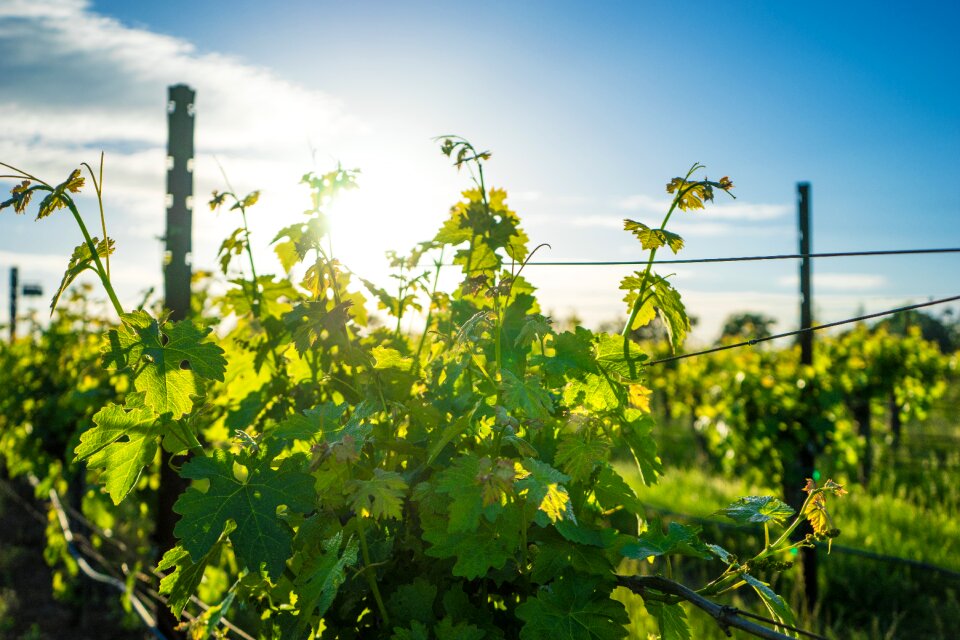 California vine grape
