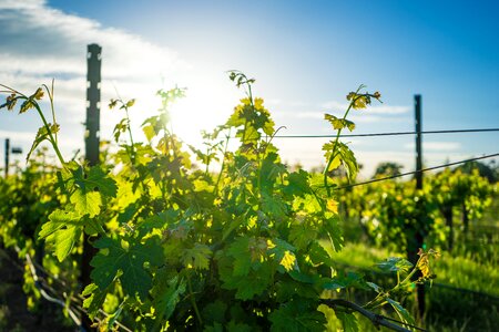 California vine grape