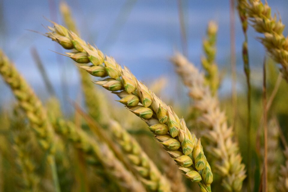 Wheat field cornfield close up