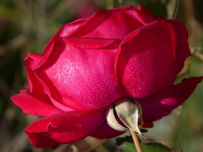 Flower freshness fresh as a rose