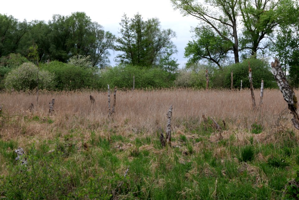 Near Zietenhorst Fehrbellin 2020-05-15 03