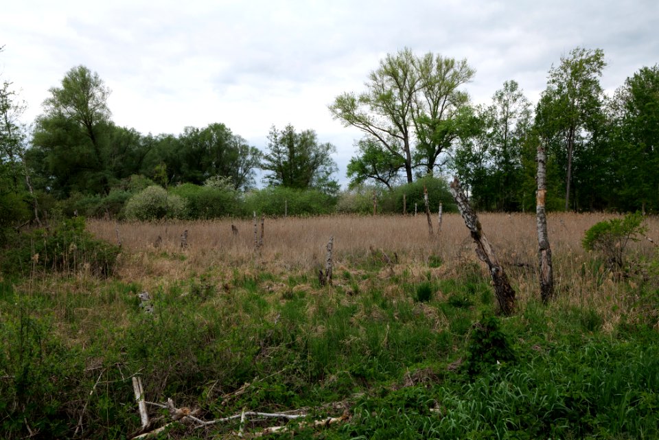 Near Zietenhorst Fehrbellin 2020-05-15 02