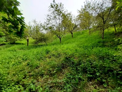 NDF Streuobsthang2 Seeben (Halle)