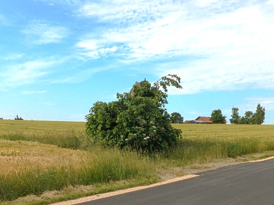 ND-01244 Lkr. AÖ Grenzlinde Zaunreit