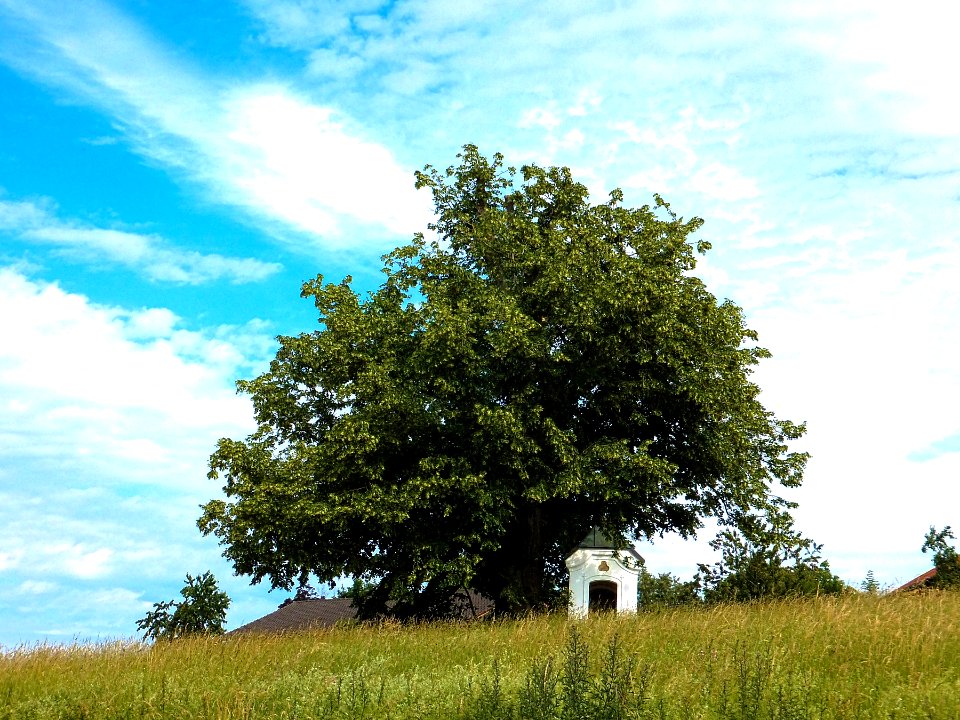 ND-01243 Lkr. AÖ Kapellenlinde in Berg