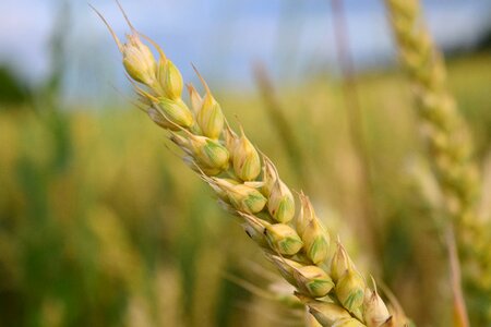 Grain summer wheat field
