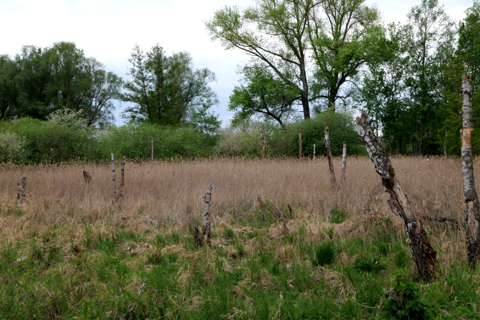 Near Zietenhorst Fehrbellin 2020-05-15 05