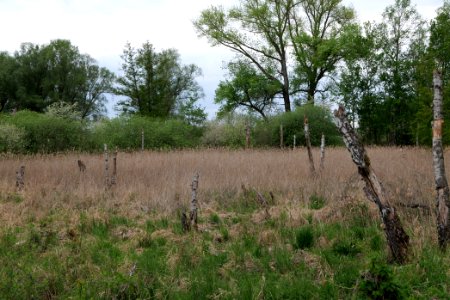 Near Zietenhorst Fehrbellin 2020-05-15 05