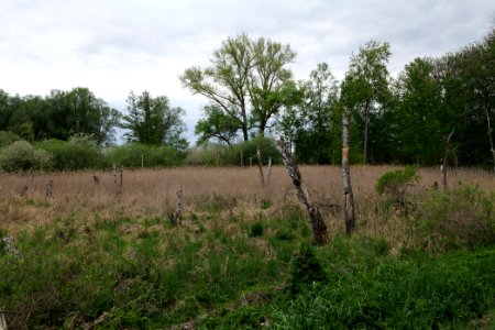 Near Zietenhorst Fehrbellin 2020-05-15 04